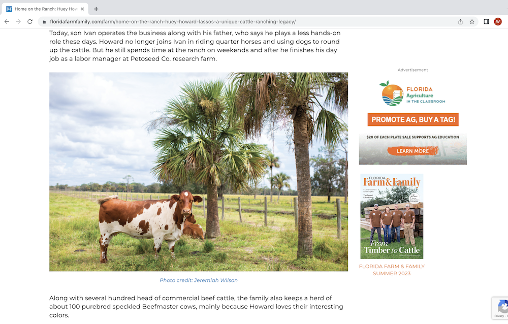 Tear sheet photo of brown and white cows with palm trees, by Tampa, Florida-based agricultural photographer Jeremiah Wilson.