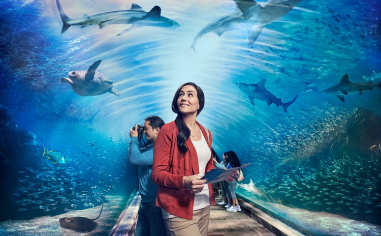 Photo by Chris Crisman of a woman in an underwater glass tunnel, surrounded by sharks, sea turtles, and fish.