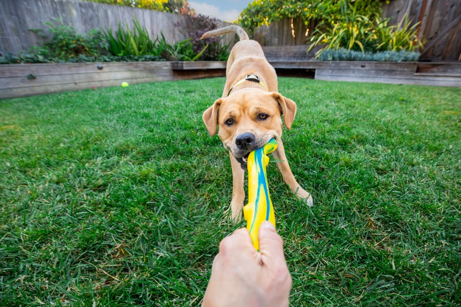 Mark Rogers plays with the talent and photographs a gorgeous strong yellow dog playing tug of war for Healthy Paws Pet Insurance