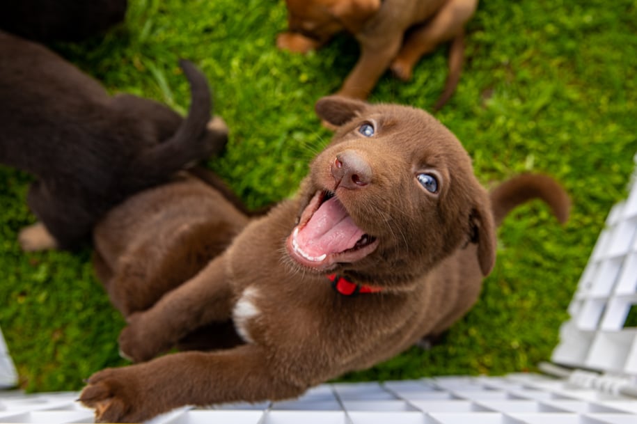 Mark Rogers Photographs the happiest chocolate puppy anyone has ever seen for Healthy Paws Pet Insurance