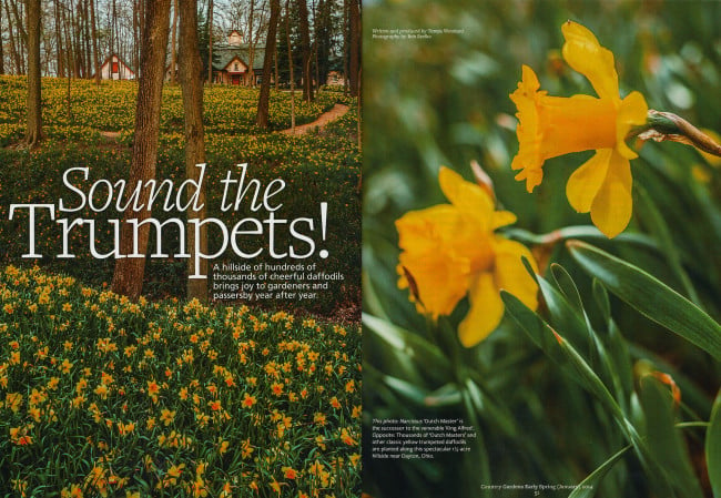 Tearsheet featuring an image of hundreds of daffodils in the forest and a close up of two daffodils, photo by Bob Stefko