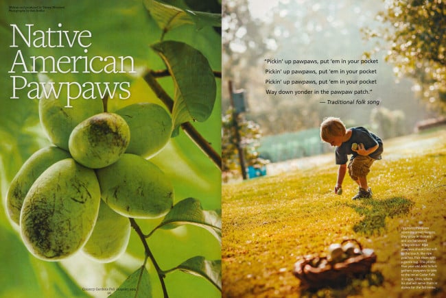 Tearsheet showing a close up of pawpaws and a toddler picking them up off of the ground, photo by Bob Stefko. 