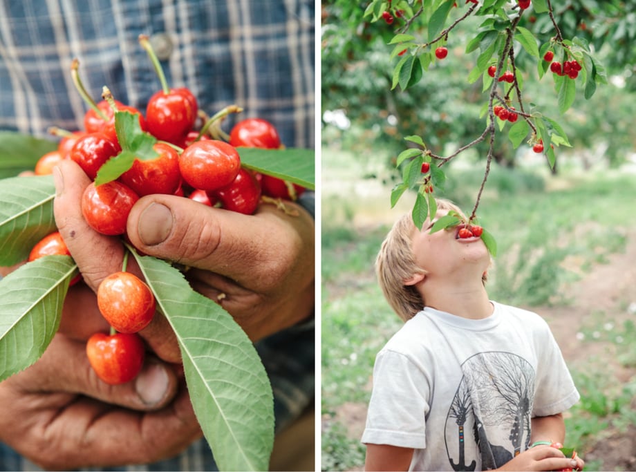 Two photographs by Julia Vandenoever of close-up on a handful of cherries and a boy eating cherries from a tree