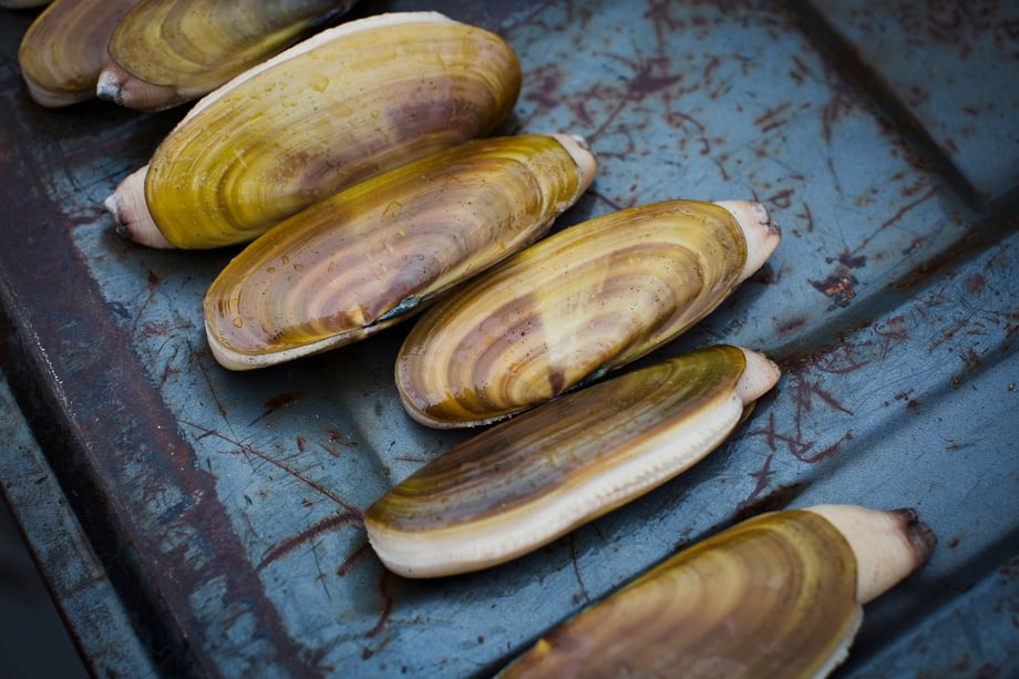 Richard Darbonne gets up close and personal to the coveted gold shelled clams for 1859 Magazine