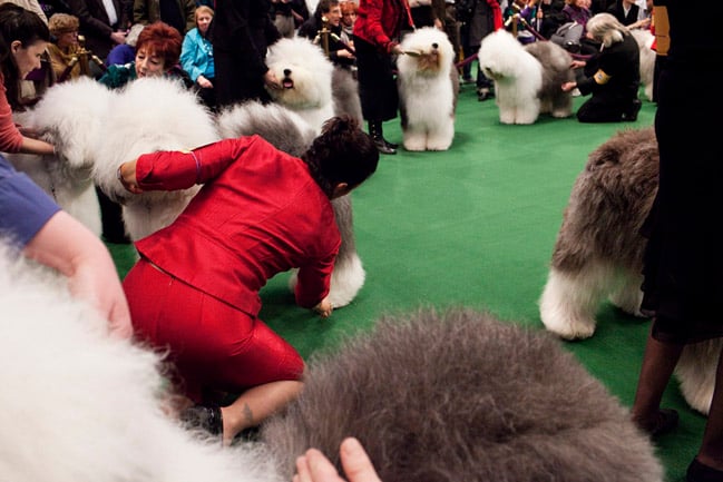 Landon Nordeman's photograph of a dog show