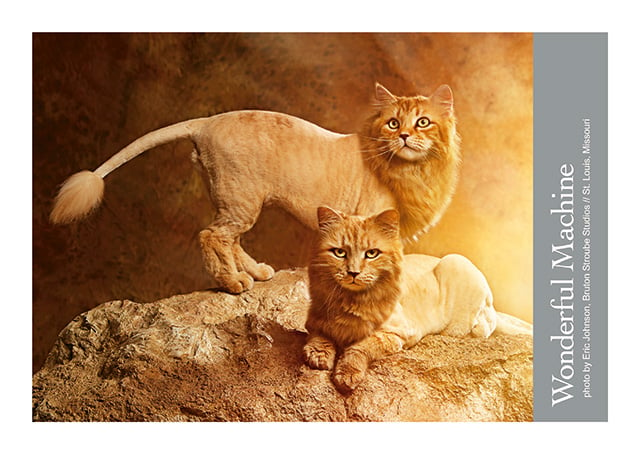 Eric Johnson lion cat promo