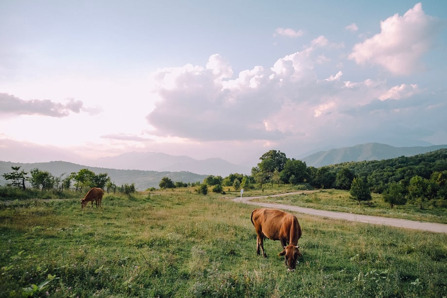 Two cows are grazing in a field 
 in Tskhmori, Georgia, in Dimitri Mais' photo