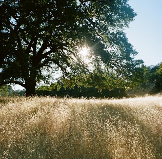 Sun beaming through a tree in Ukiah, California shot by Oakland, Calif.-based landscape photographer Terri Loewenthal 