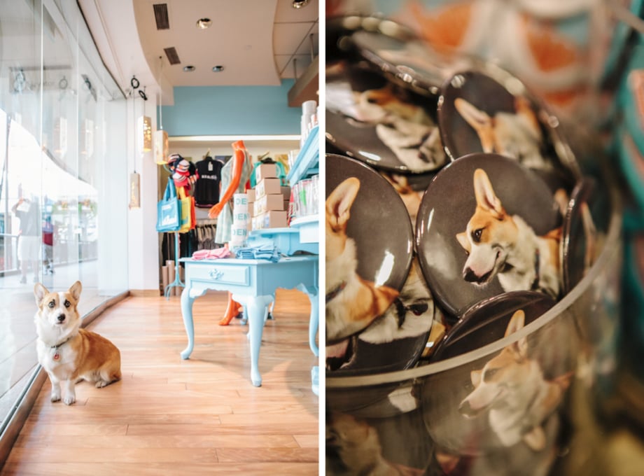 Two photographs by Julia Vandenoever of a dog in a shop and dog buttons