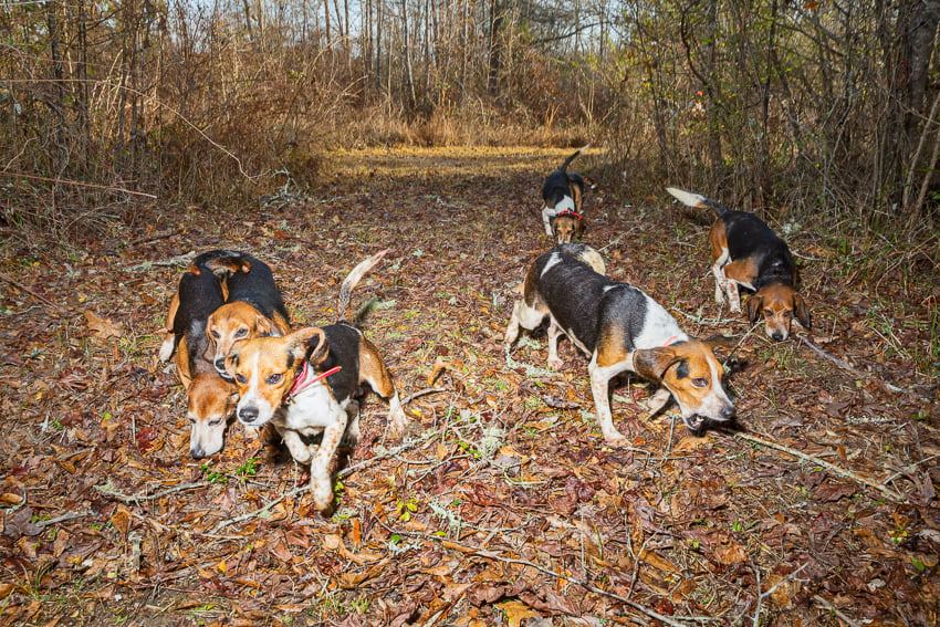 Tremayne's beagles on the hunt for swamp rabbits by Giacomo Fortunato