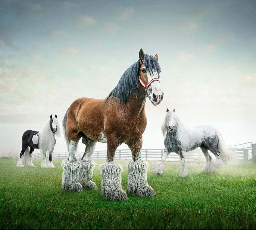 International photographer and director John Fulton's personal project "Clydesdale Randy" is a concept image featuring a horse wearing furry boots using outtakes from a recent editorial shoot. 