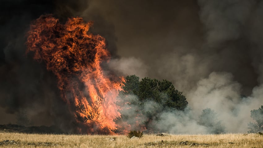 A pine tree torches during the Britannia Mountain fire in Wyoming on September 2nd, 2018.