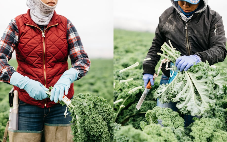 Michael Piazza's photos of two farm workers harvesting kale late in the season in warm winter gear