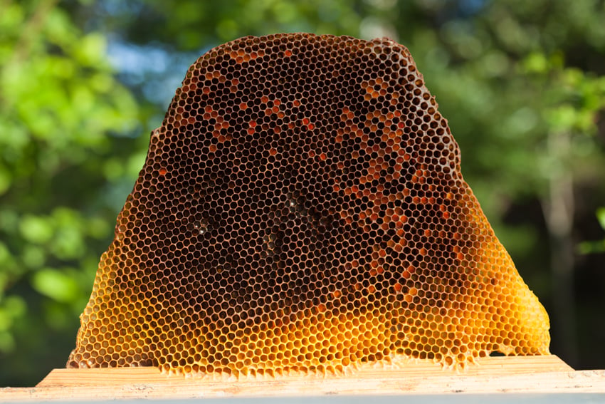 Beginning Beekeeping Everything You Need to Make Your Hive Thrive,imberly Davis Photography,Tanya Phillips, DK Media, Agricultural Photography, Beekeeping, apairy, bees, bee keeping, bee hive, honey, honey bees