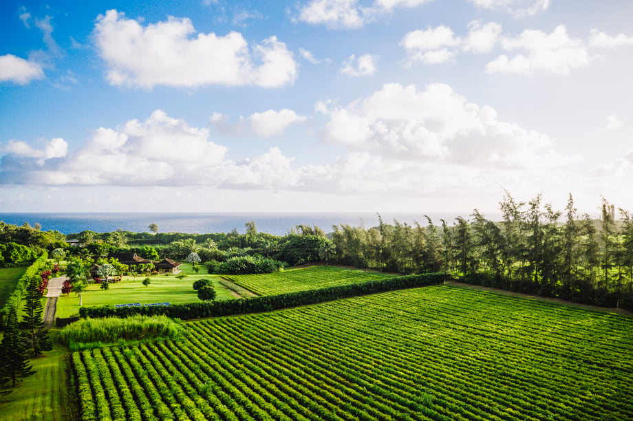 Blue skies over green farm fields in Kauai, shot by Michael Piazza