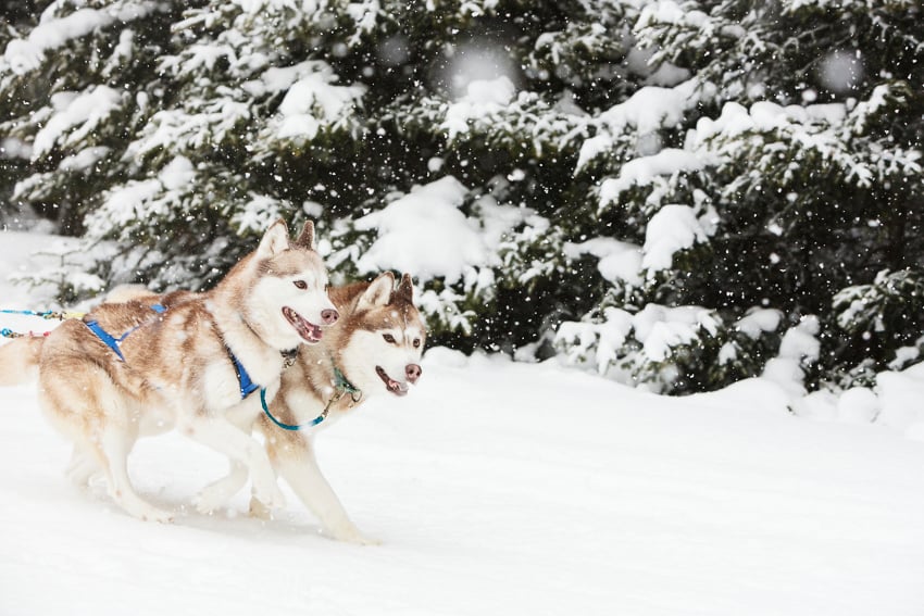 Siberian huskies photographed by Lisa Godfrey for Adirondack Life Magazine