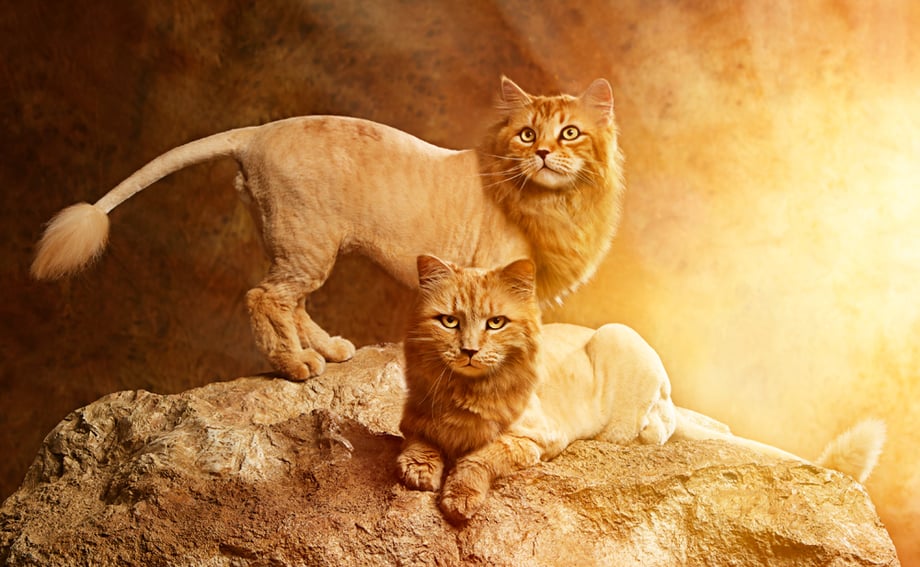 Lion Cats Final