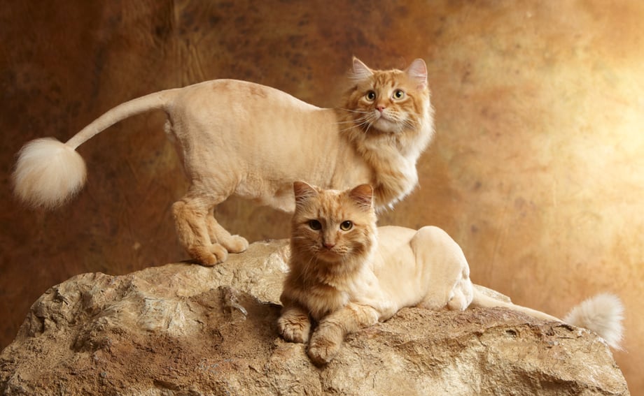 Lion Cats Original