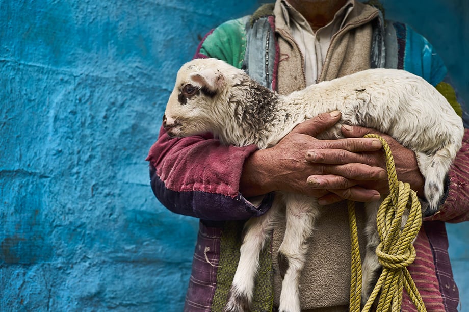 Mark Katzman’s Real and Raw Travels through India for FES - Man carrying a sheep and rope. 