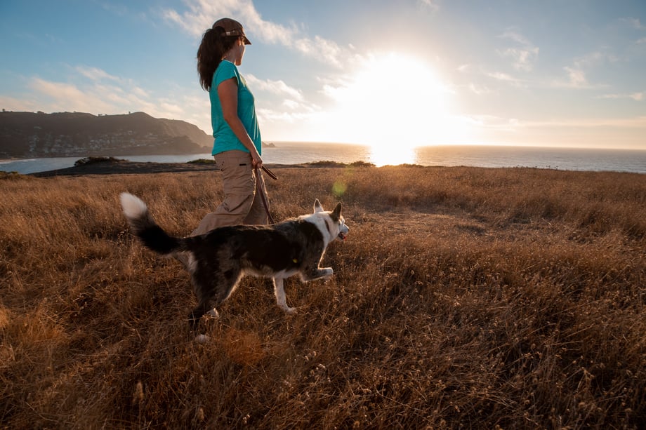 Pet photographer Mark Rogers photographs a dog on a walk with its human for Healthy Paws Pet Insurance