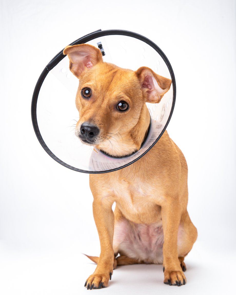 Mark Rogers photographs a sweet puppy in a cone of shame for Healthy Paws Pet Insurance