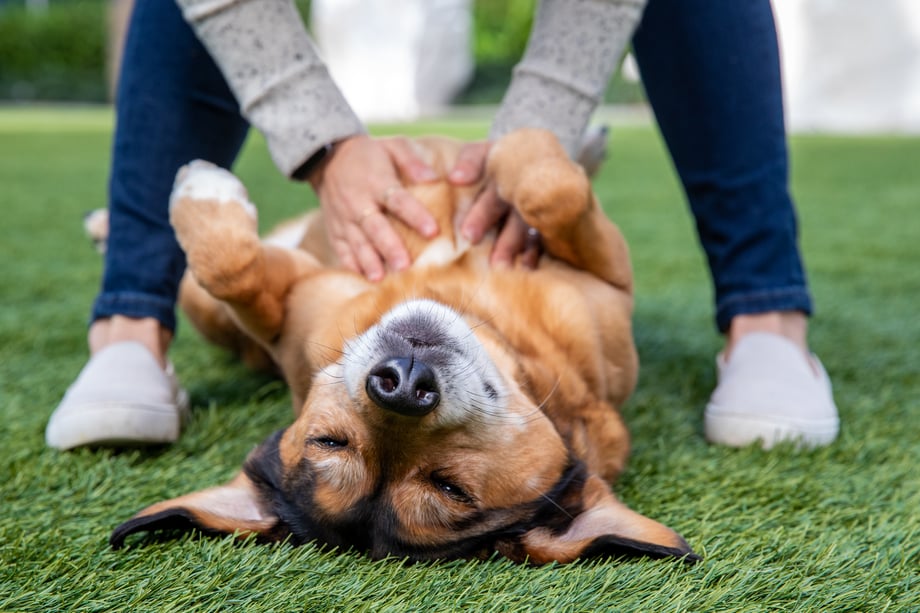 Mark Rogers photographs at ground level a brown and black mixed breed dog lying on its back with eyes half closed between a womans feet as she rubs its chest with both hands for Healthy Paws
