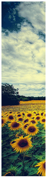 An image of the sunflower fields in Burgundy taken by Phoenix-based travel photographer Merek Davis.