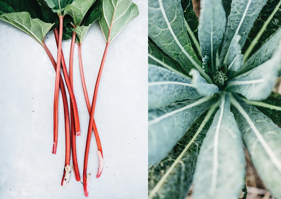 Michael Piazza's shots of freshly picked rhubarb, left, and one looking down at still growing dinosaur kale