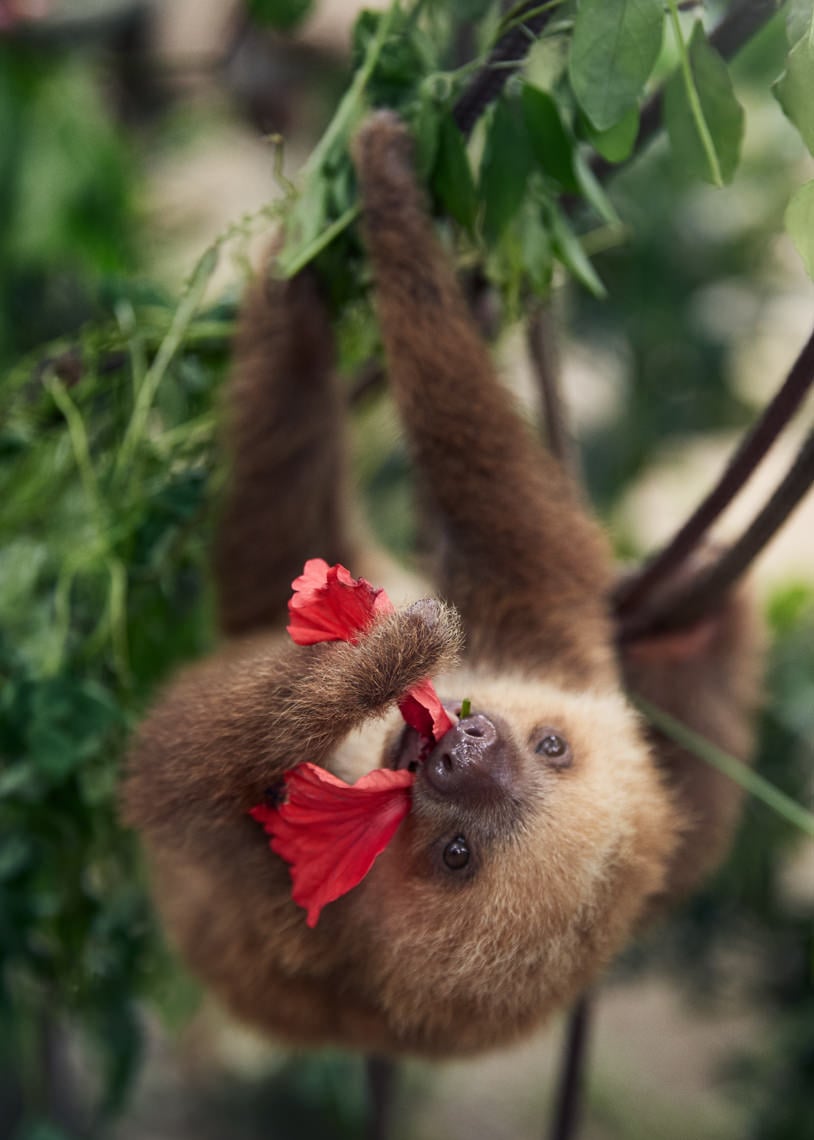 A baby sloth eats a red flower while hanging, as shot by Paul Nordmann