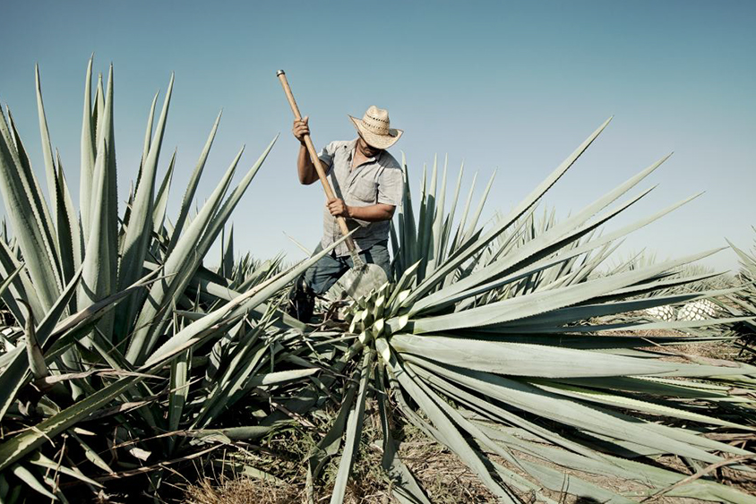 Austin-based brand narrative photographer and Mexico native Joel Salcido photographs Don Julio distillery in Atotonilco, Mexico.