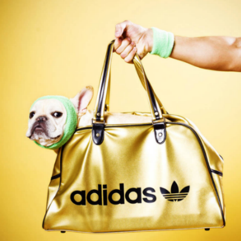 a dog sits in a gold adidas purse against a yellow background