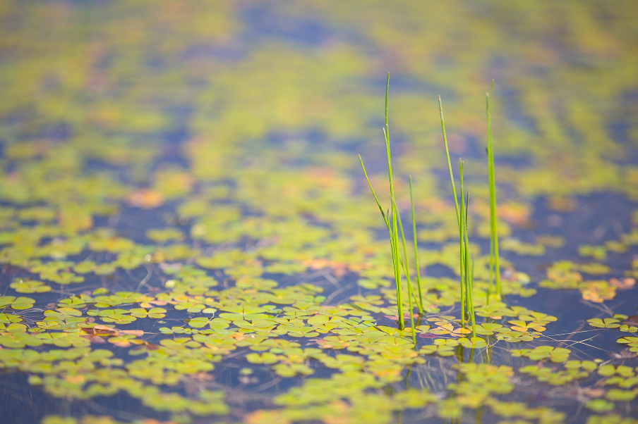 Close-up on foliage on a top of a lake photographed by John Burcham