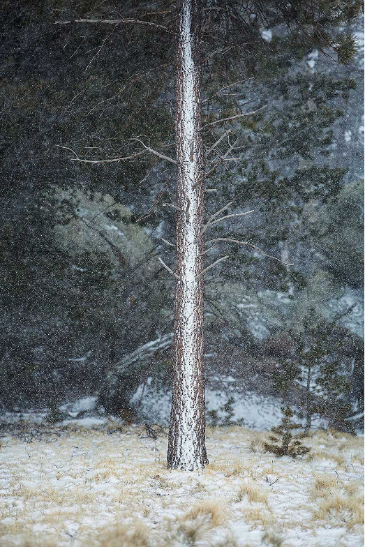 A glistening tree trunk photographed by John Burcham