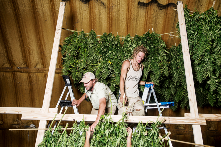 Denver-based editorial and advertising photographer Matt Nager did a shoot for TIME featuring a farm that grows Charlotte’s Web— a strain of medical marijuana used to treat children with epilepsy.