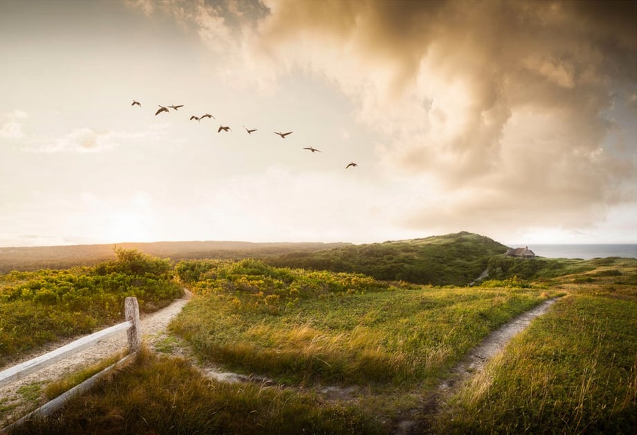 Birds fly over a grassy shore in New England, photo by Josh Andrus