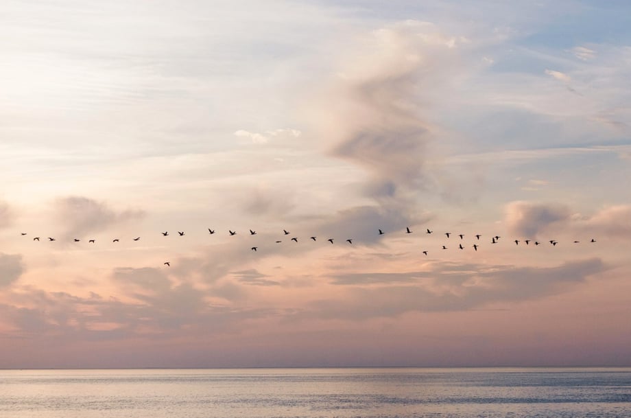 A flock of birds flying over the New England sea, photo by Josh Andrus