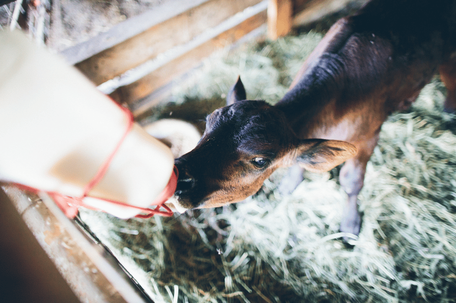 animal photography of a calf nursing off a bottle