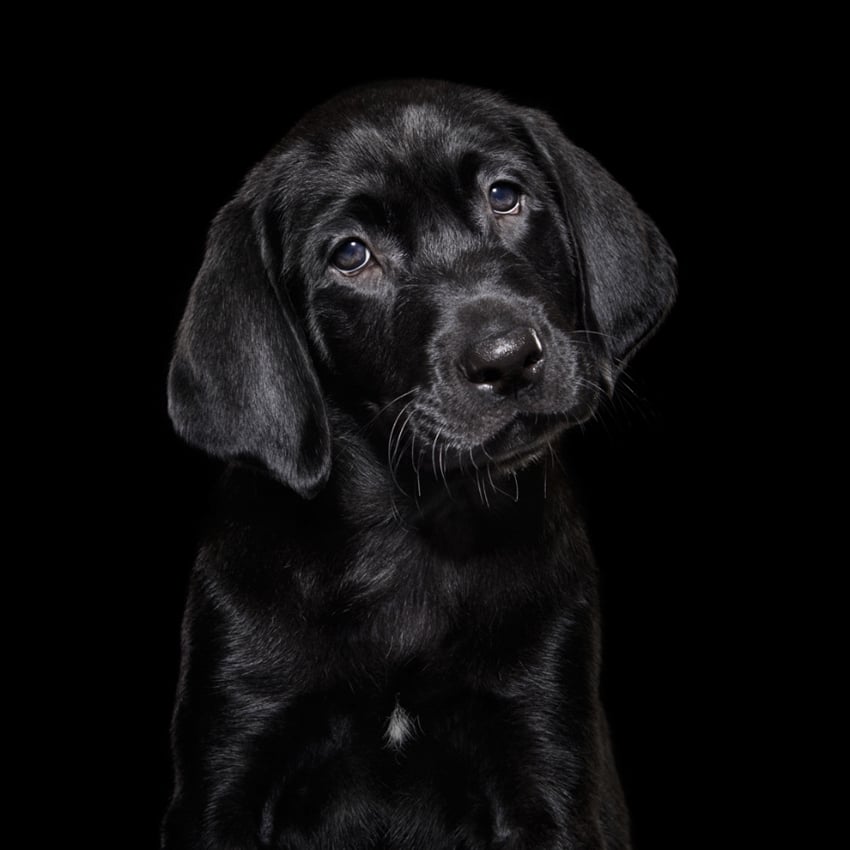 shaina fishman, new york, foster dogs, overlooked black dogs, sarah brasky, personal project, animal photography