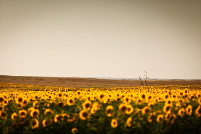 Sunflower field shot by Charleston, S.C.-based automotive photographer Richard Steinberger 