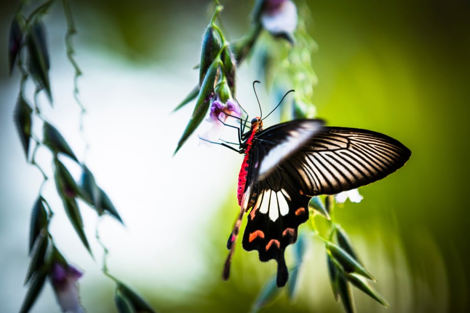 Vietnam-based photographer and videographer Tim Gerard Barker took a trip to the Banteay Srey Butterfly Center (BBC) to shoot a feature for Fah Thai magazine.