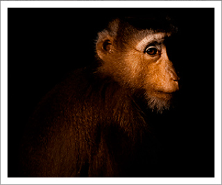 animal photography of a macaque at the chiang mai zoo in northern thailand, by andy callan