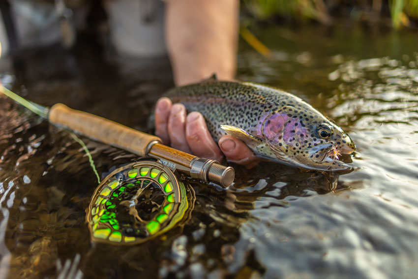 Cameron Karsten's closeup of a freshly caught rainbow trout for Sage Fly Fishing