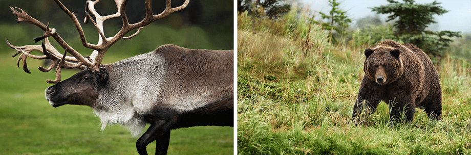 Mark Katzman's nature shots get up close and personal with a moose and his horns (Left) and a grizzly bear (Right)