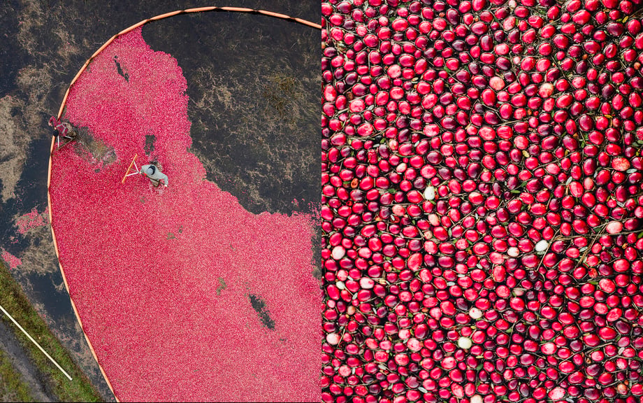 Michael Piazza captures an aerial shot of a cranberry bog during harvesting (L), and a close up of berries (R)