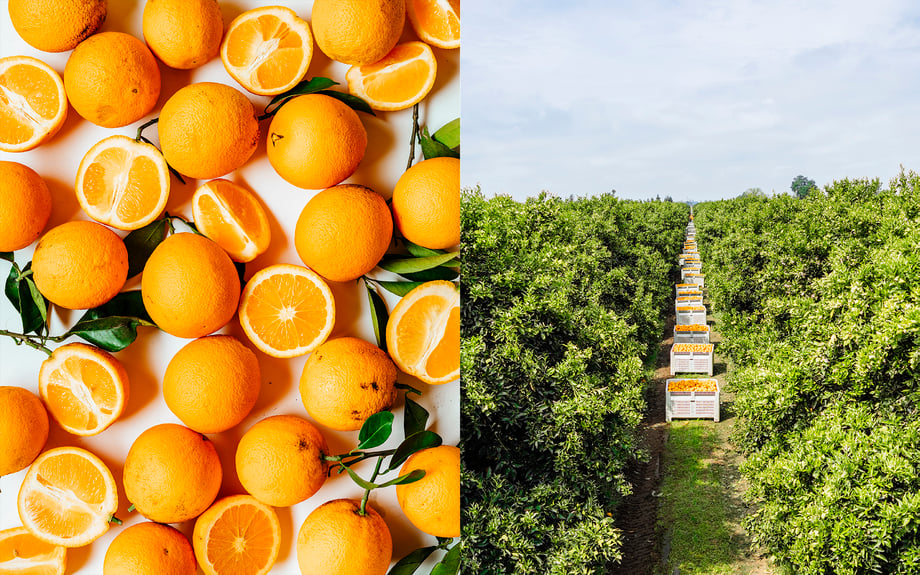 Michael Piazza's photos of (L) freshly picked and sliced oranges and (R) a row of harvested oranges in the grove