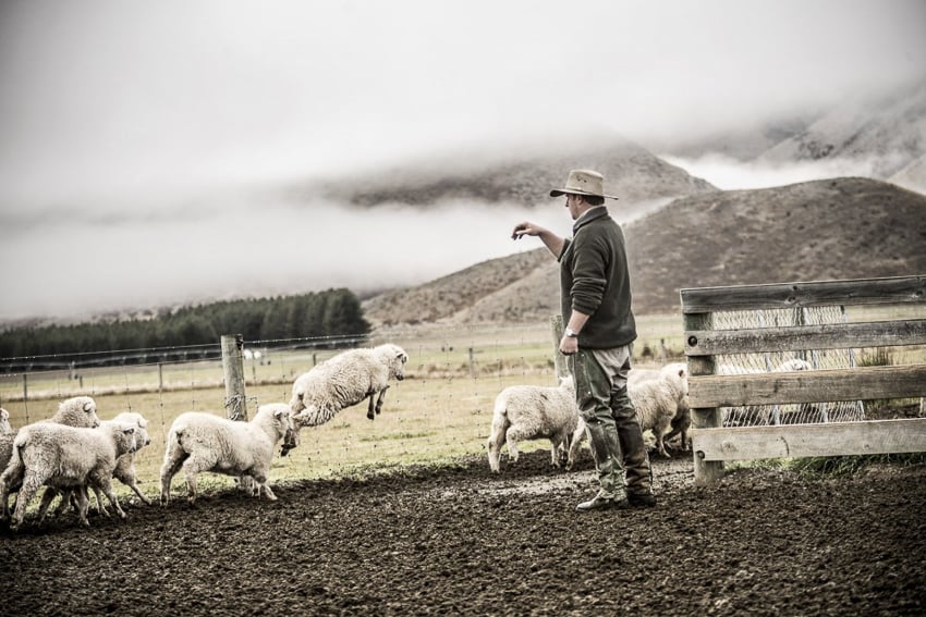 photograph of a sheep farmer standing with his sheep in a pen by Tadd Myers