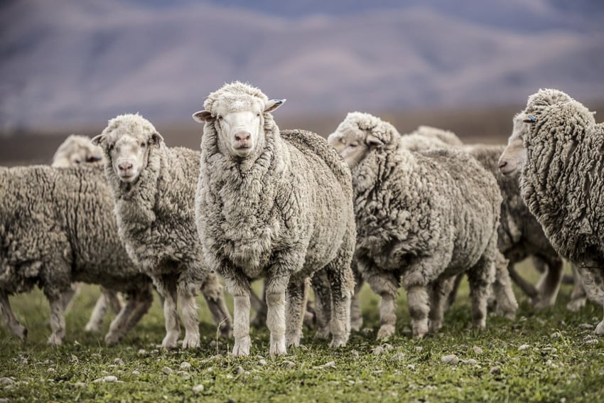 photograph of New Zealand Merino sheep by Tadd Myers