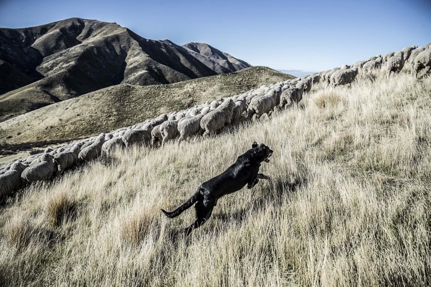 a photograph of a sheep dog herding sheep in New Zealand