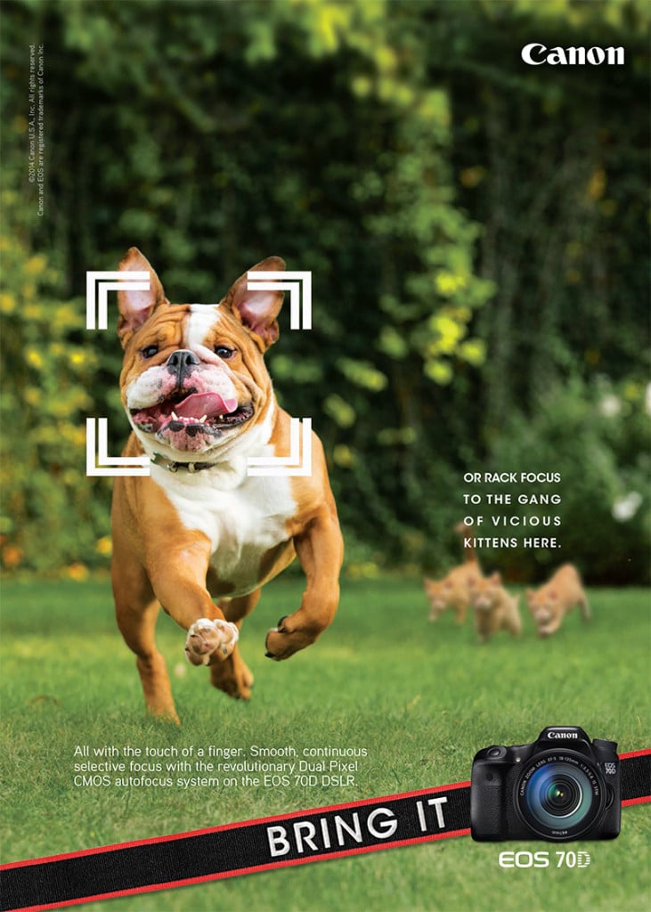 A tearsheet from commercial animal photographer Shaina Fishman.