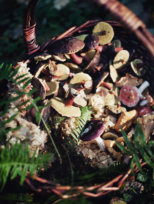 Basket full of mushrooms shot by Vancouver, Canada-based fine art photographer Grant Harder for MONTECRISTO